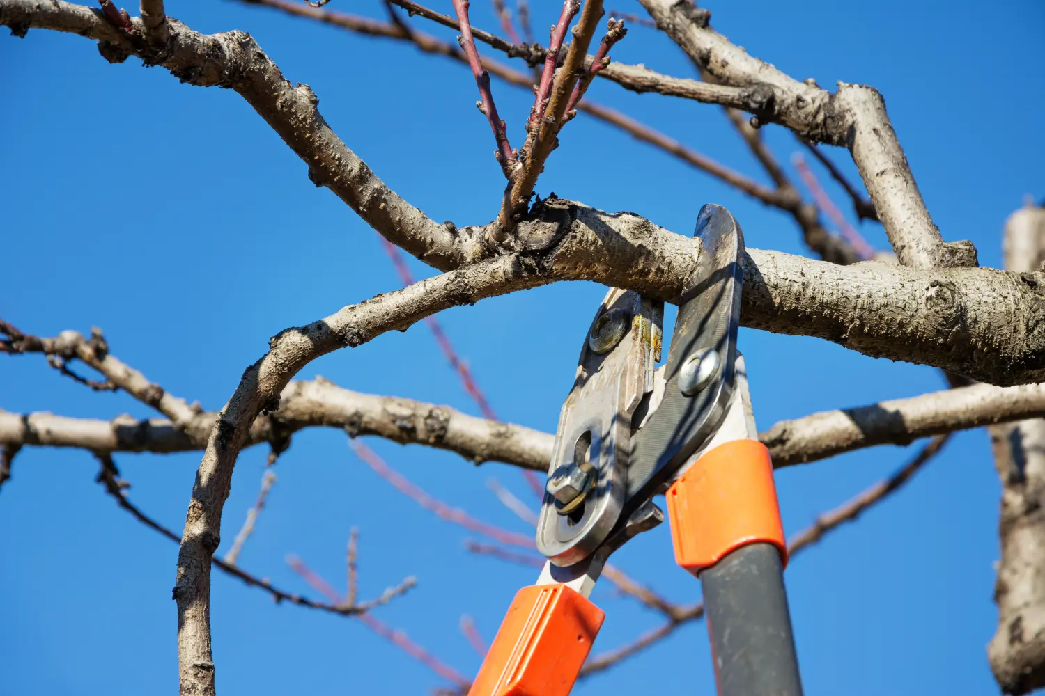 Obstbaum mit Astschere beschneiden