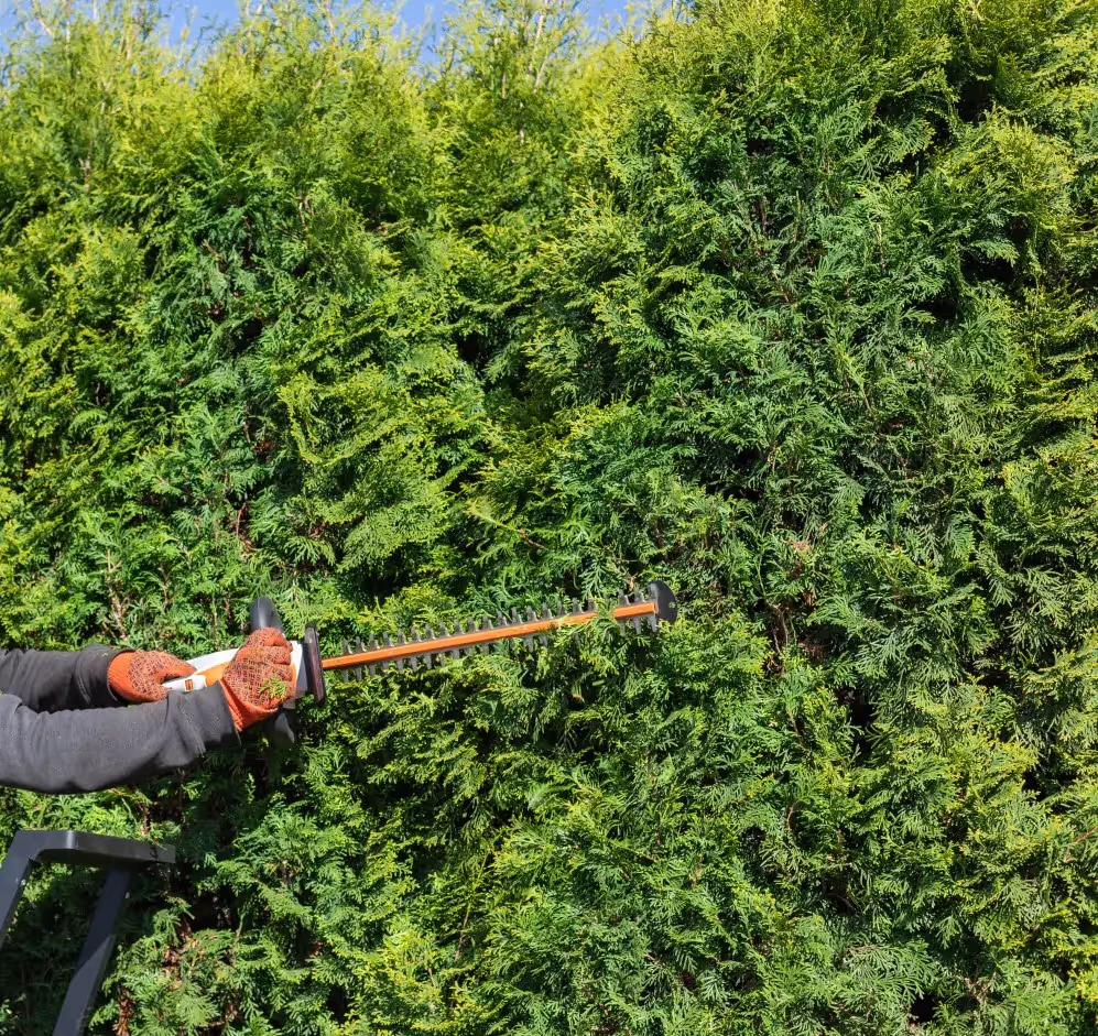 Männlicher Gärtner in Uniform mit elektrischer Heckenschere für Arbeiten im Freien. Kaukasischer Mann formt im Sommer überwucherte Thuja.